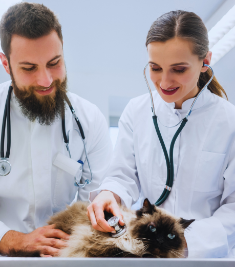 Animal Healtcare - Applications